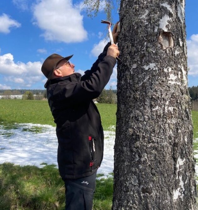 Bernhard schlägt mit einem speziellen Werkzeug ein Markierungsschild an einen Baum. 