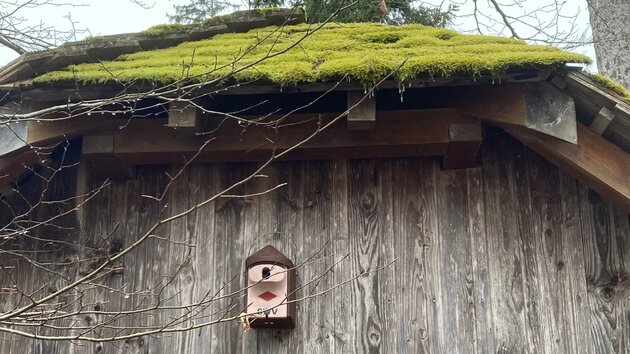 Ein Nistkasten hängt an der Robert-Schneider-Hütte in Besenfeld. Das Dach der Hütte ist moosbedeckt. 